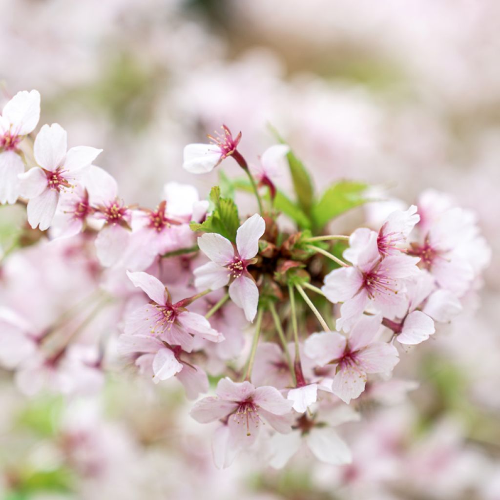 Prunus nipponica var. kurilensis Brillant - Kuril Cherry