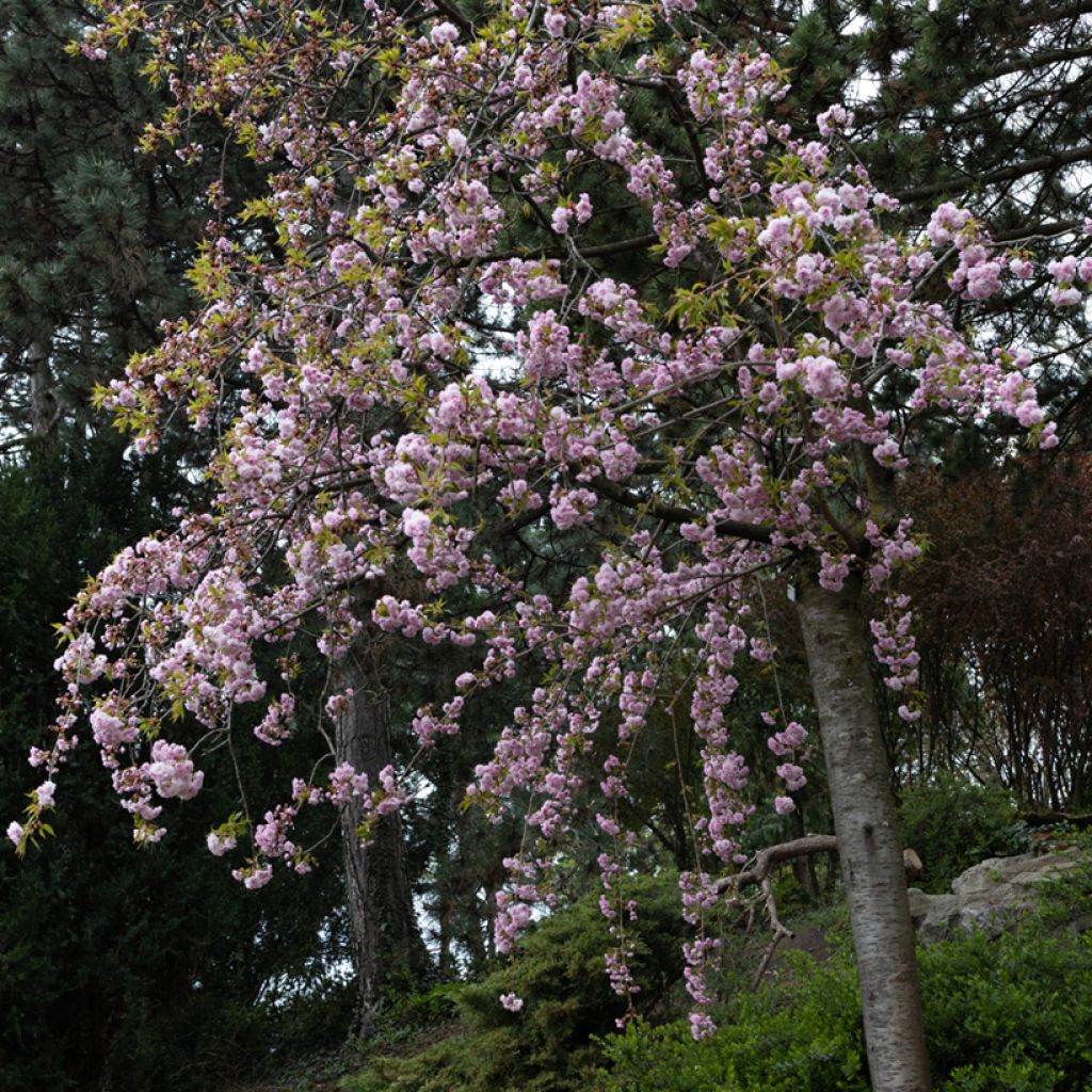 Prunus serrulata Kiku-Shidare-Zakura - Japanese Cherry