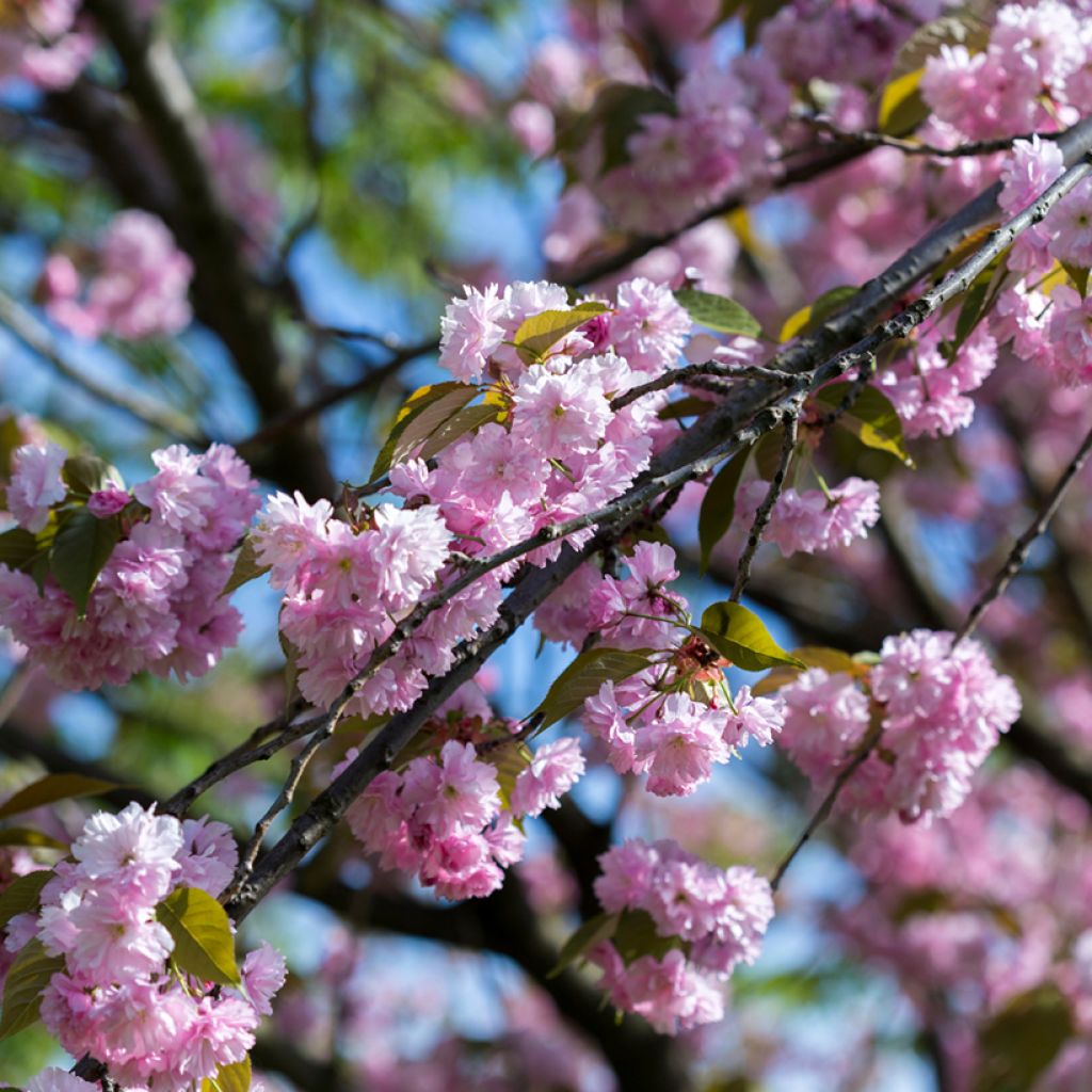 Prunus serrulata Pink Perfection - Japanese Cherry