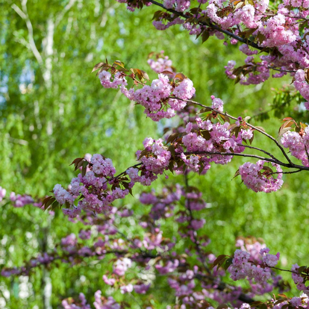 Prunus serrulata Pink Perfection - Japanese Cherry