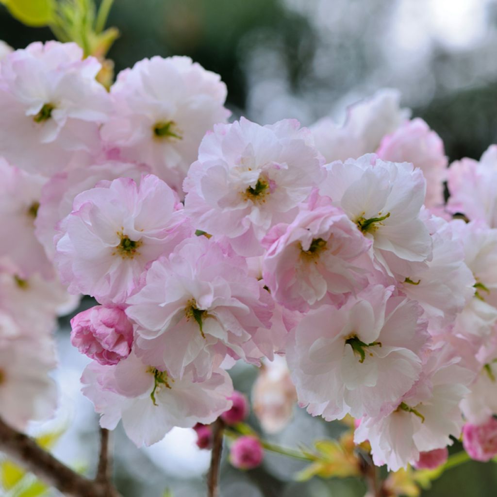 Prunus serrulata Shirofugen - Japanese Cherry