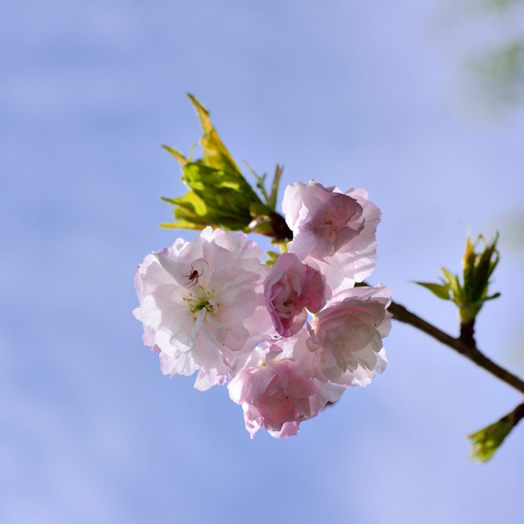 Prunus serrulata Shirofugen - Japanese Cherry