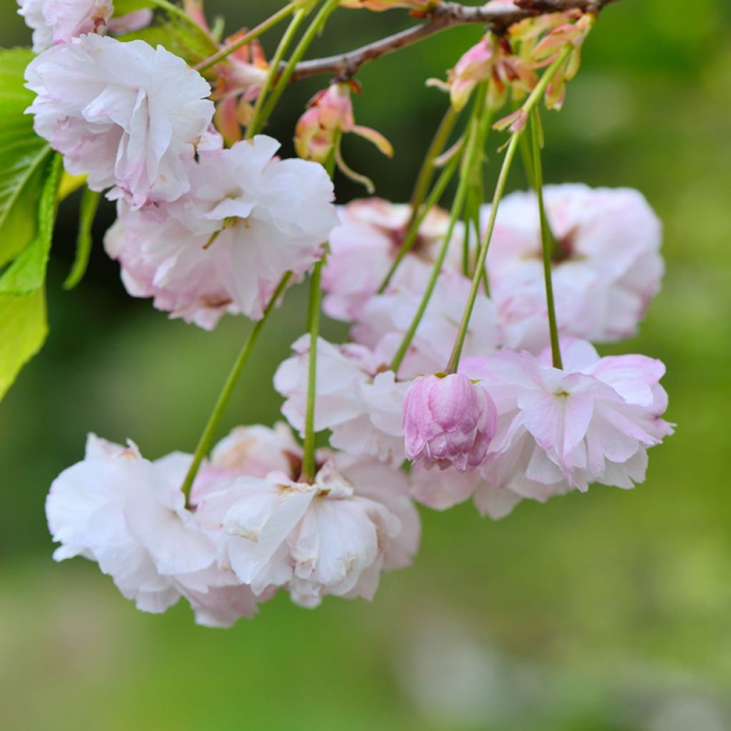 Prunus serrulata Shirofugen - Japanese Cherry