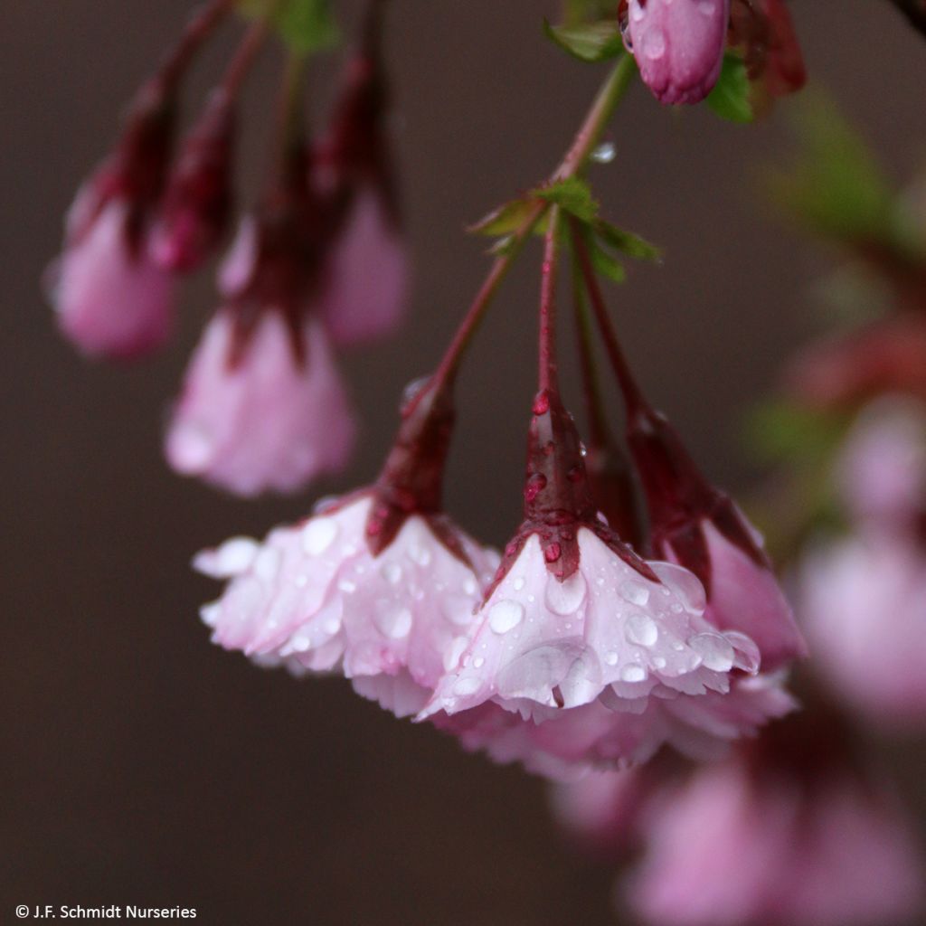 Prunus First Blush - Cherry Tree