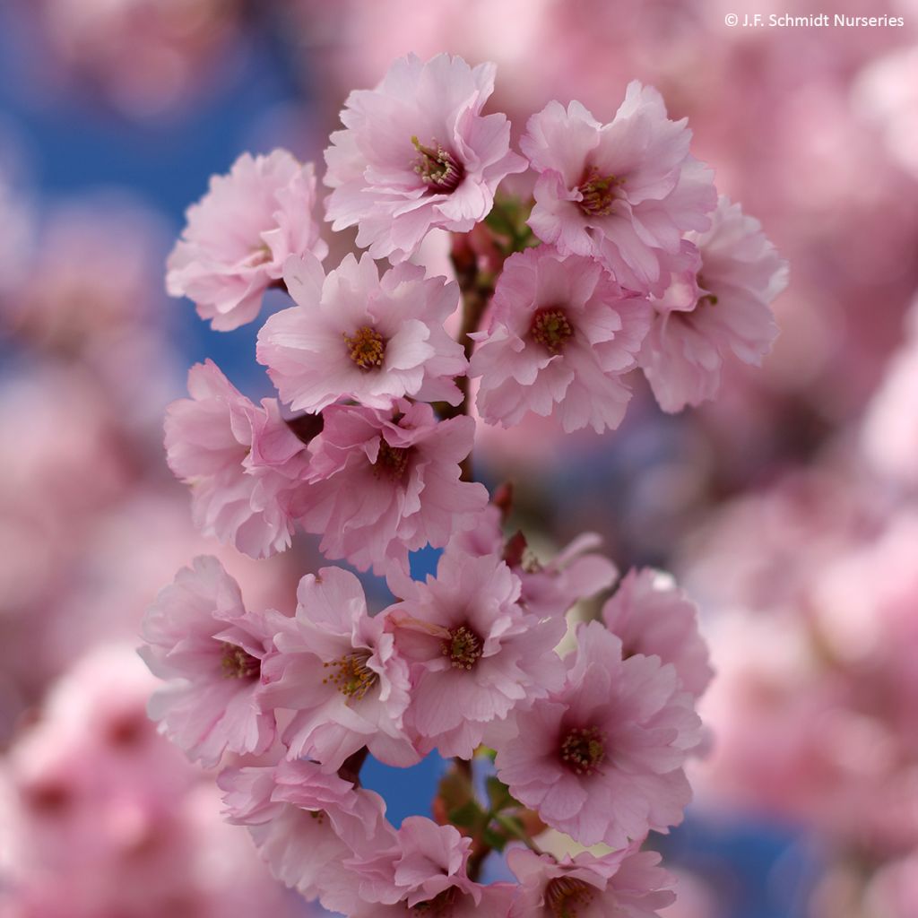 Prunus First Blush - Cherry Tree