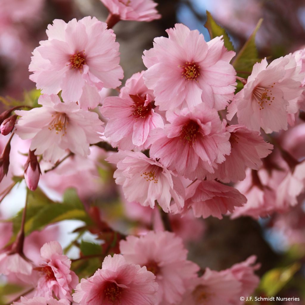 Prunus First Blush - Cherry Tree