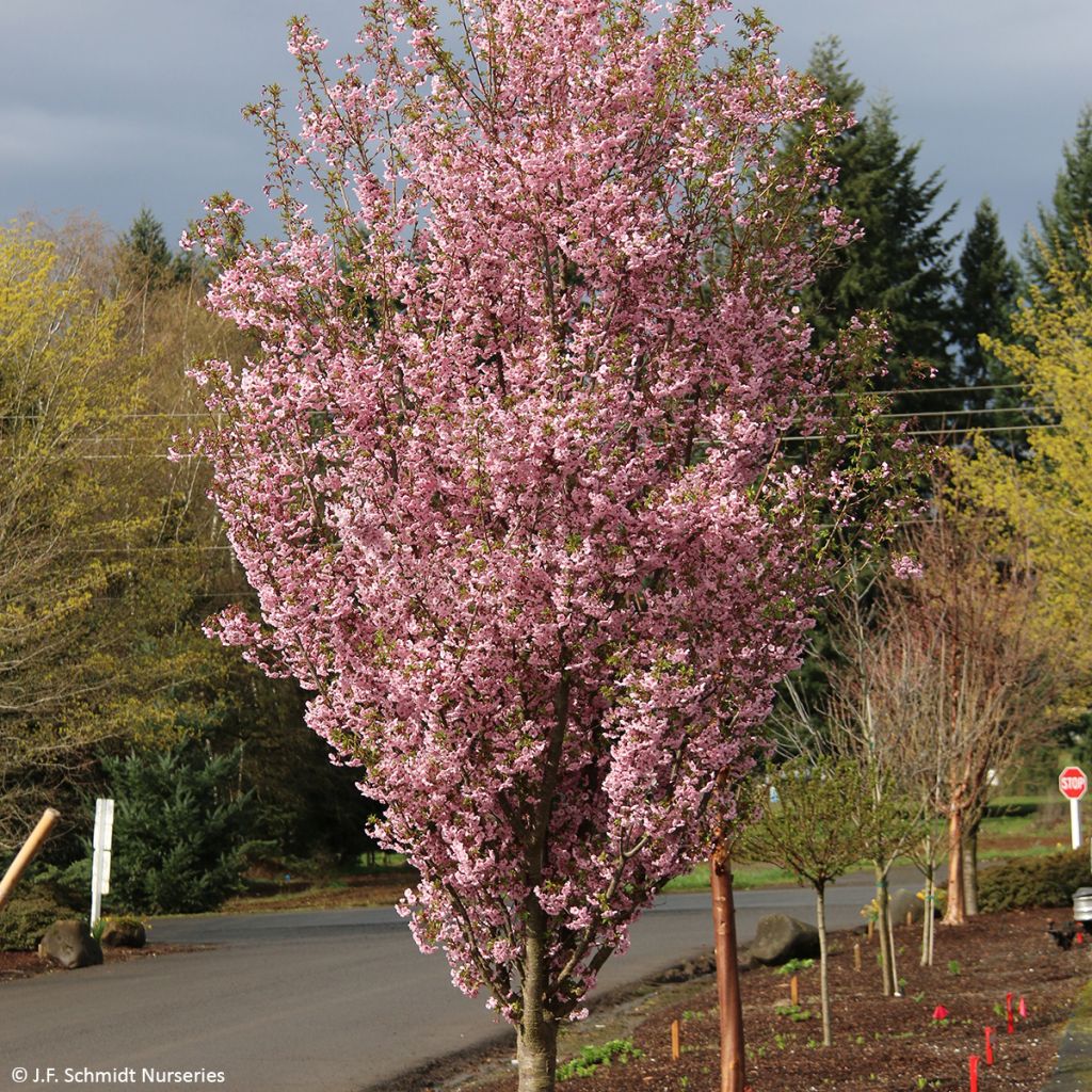 Prunus First Blush - Cherry Tree