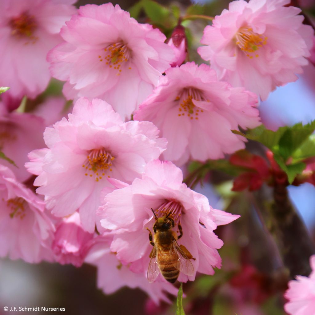 Prunus First Blush - Cherry Tree