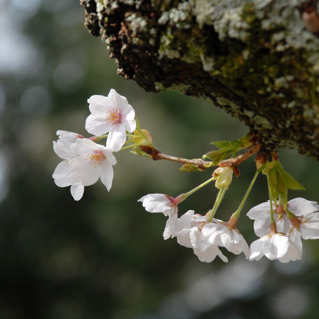 Prunus  yedoensis - Yoshino Cherry