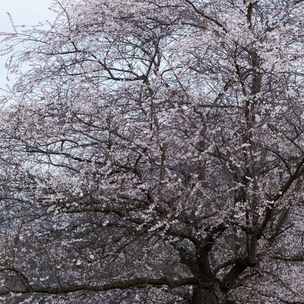 Prunus Autumnalis Rosea - Cherry