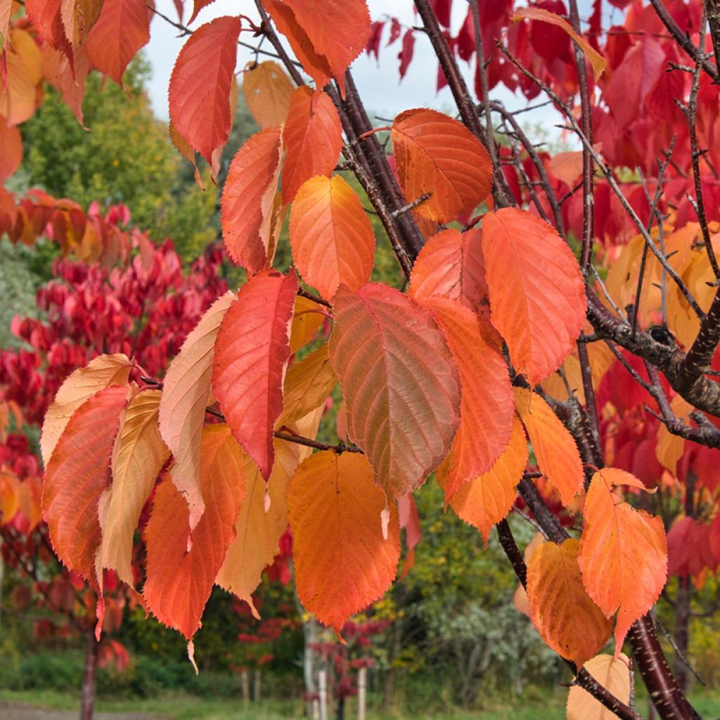 Prunus sargentii - Sargent's Cherry