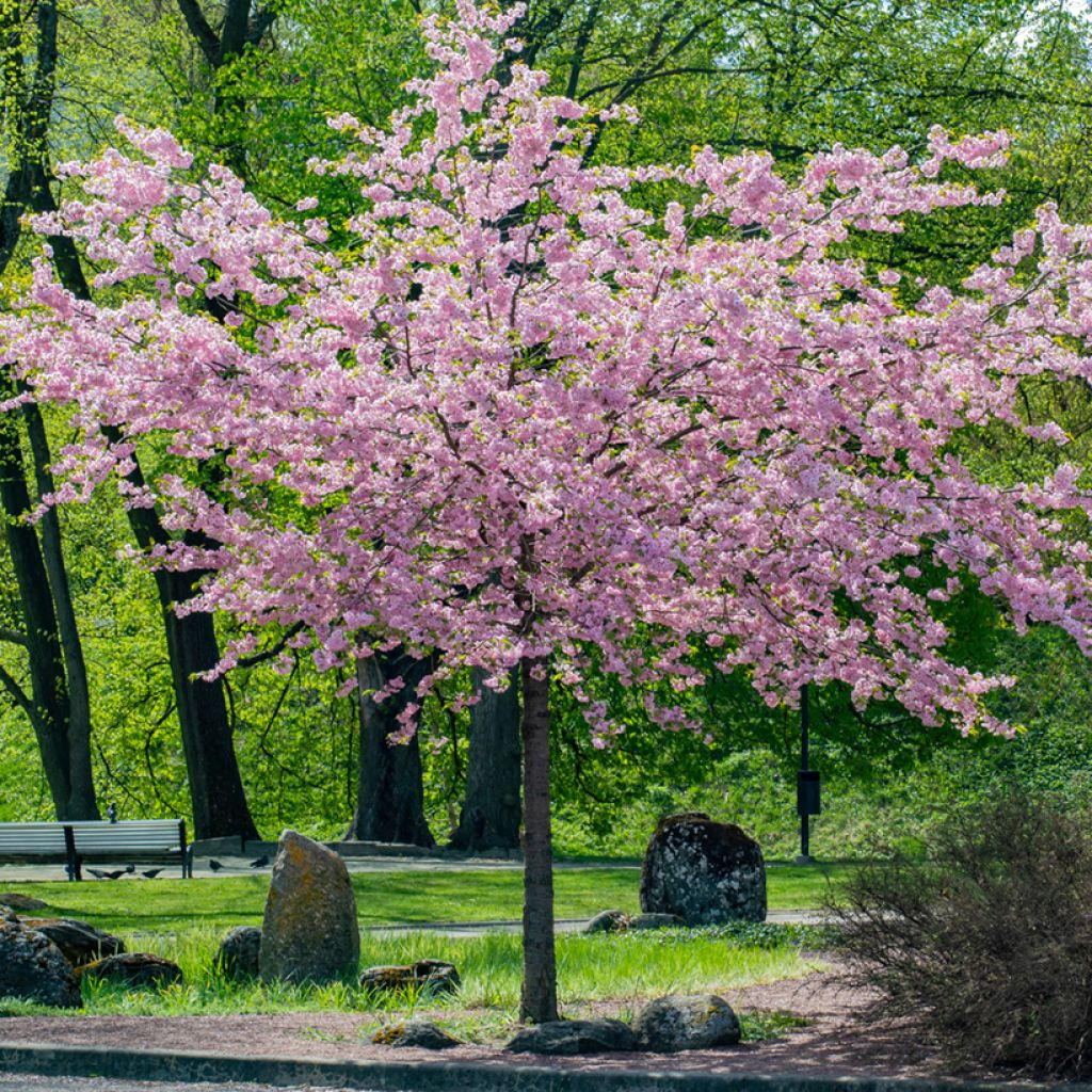 Prunus sargentii - Sargent's Cherry