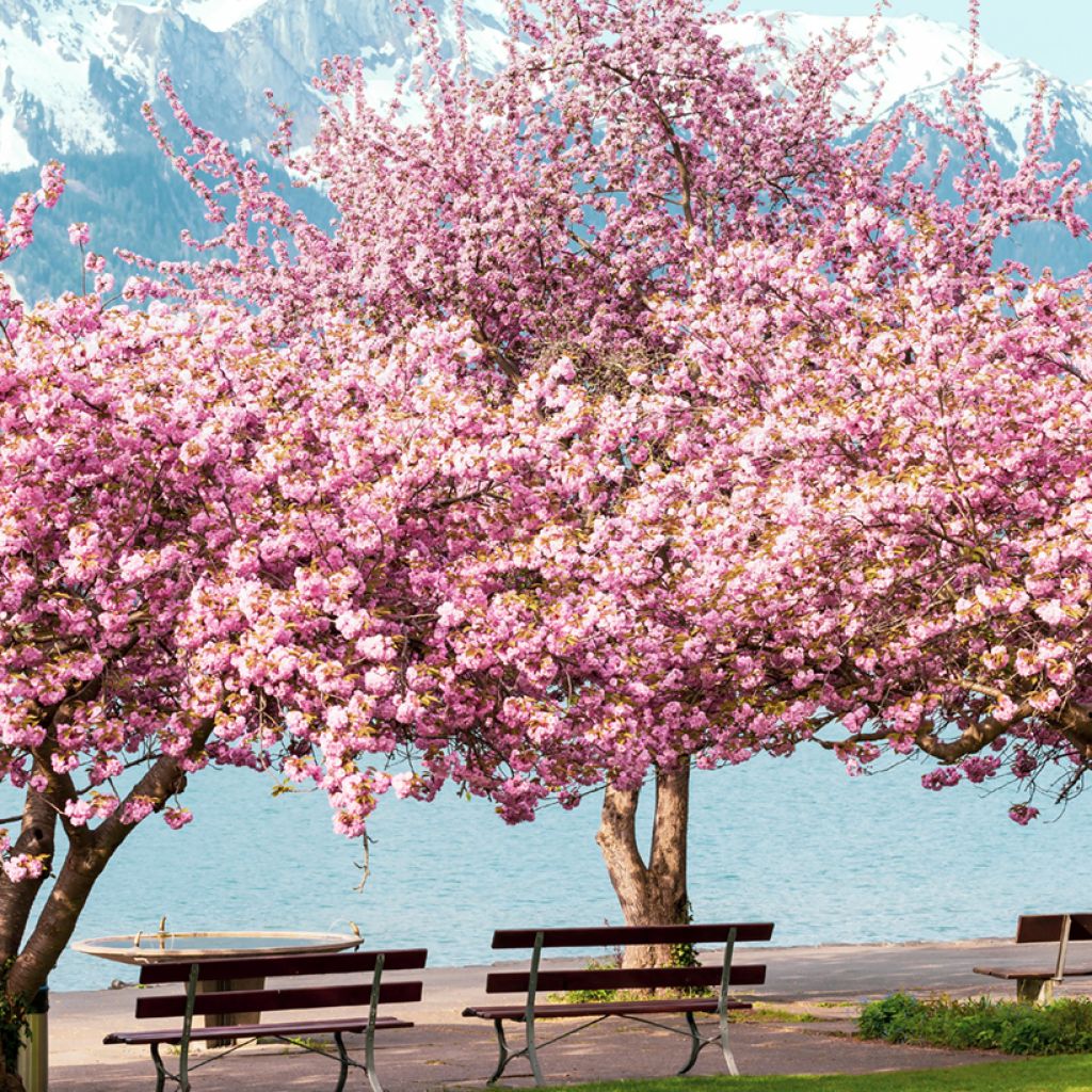 Prunus serrulata Kanzan - Japanese Cherry