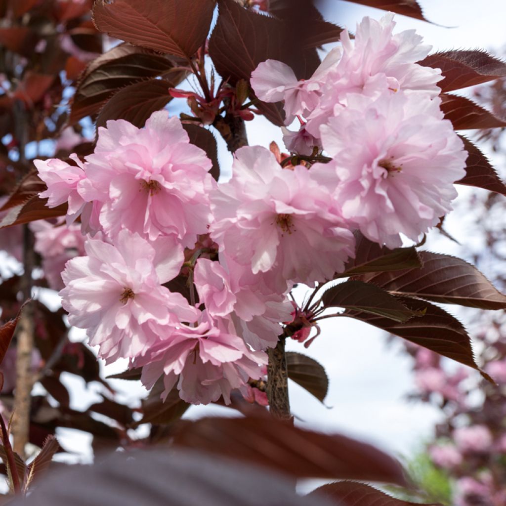 Prunus serrulata Kanzan - Japanese Cherry