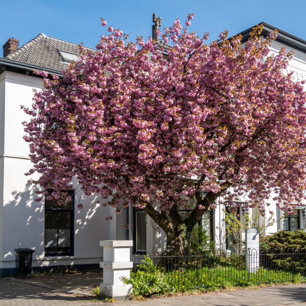 Prunus serrulata Kanzan - Japanese Cherry