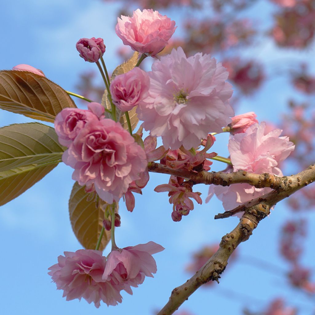 Prunus serrulata Kanzan - Japanese Cherry