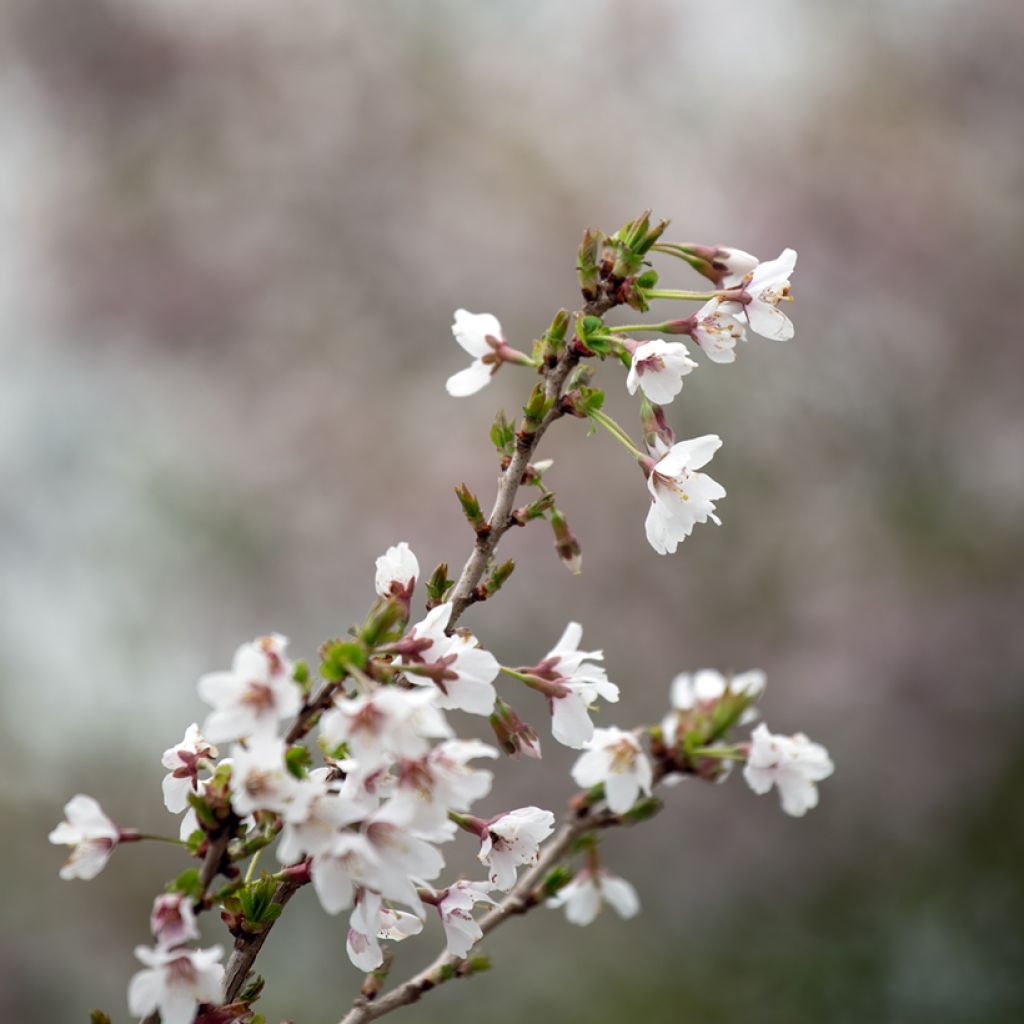 Prunus incisa Kojo-No-Mai - Cherry