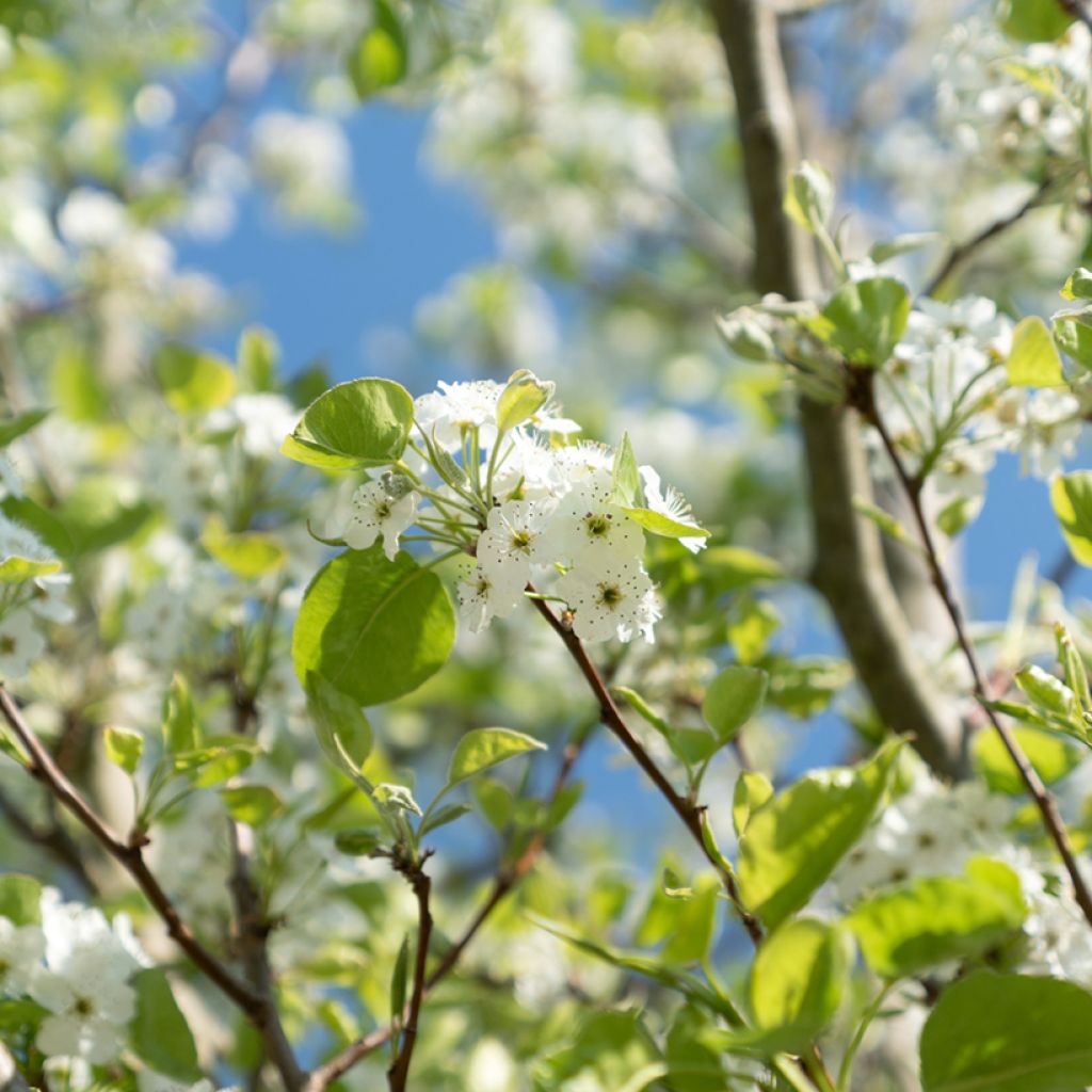 Prunus serrulata Sunset Boulevard - Japanese Cherry