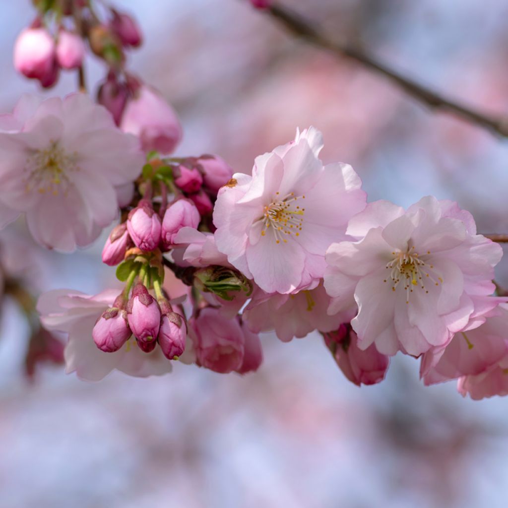 Prunus Accolade - Cherry