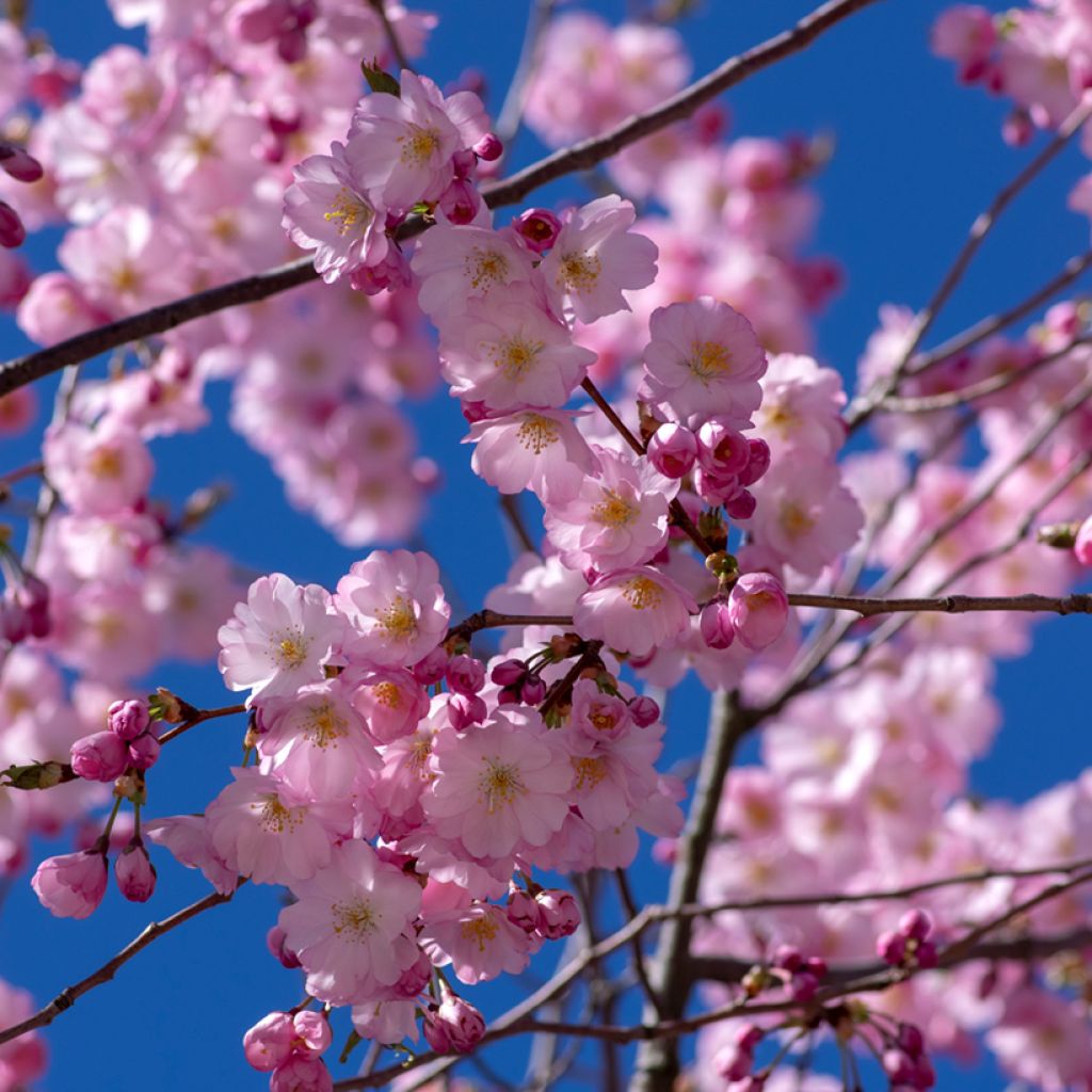 Prunus Accolade - Cherry