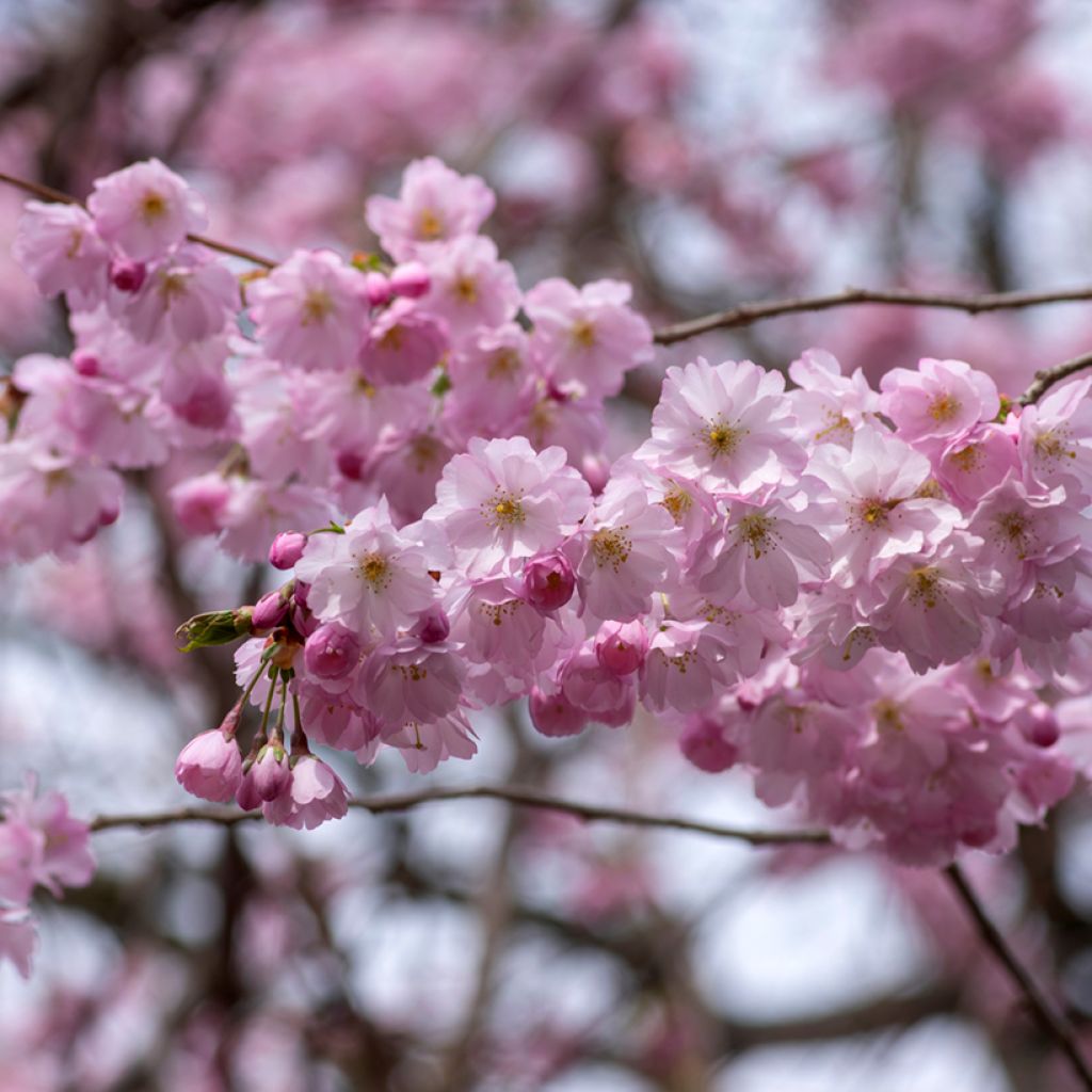 Prunus Accolade - Cherry