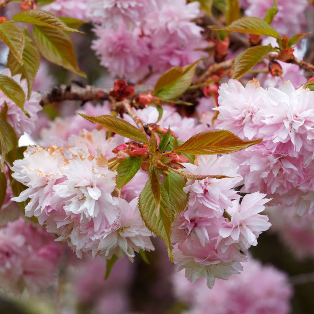 Prunus serrulata Royal Burgundy - Japanese Cherry