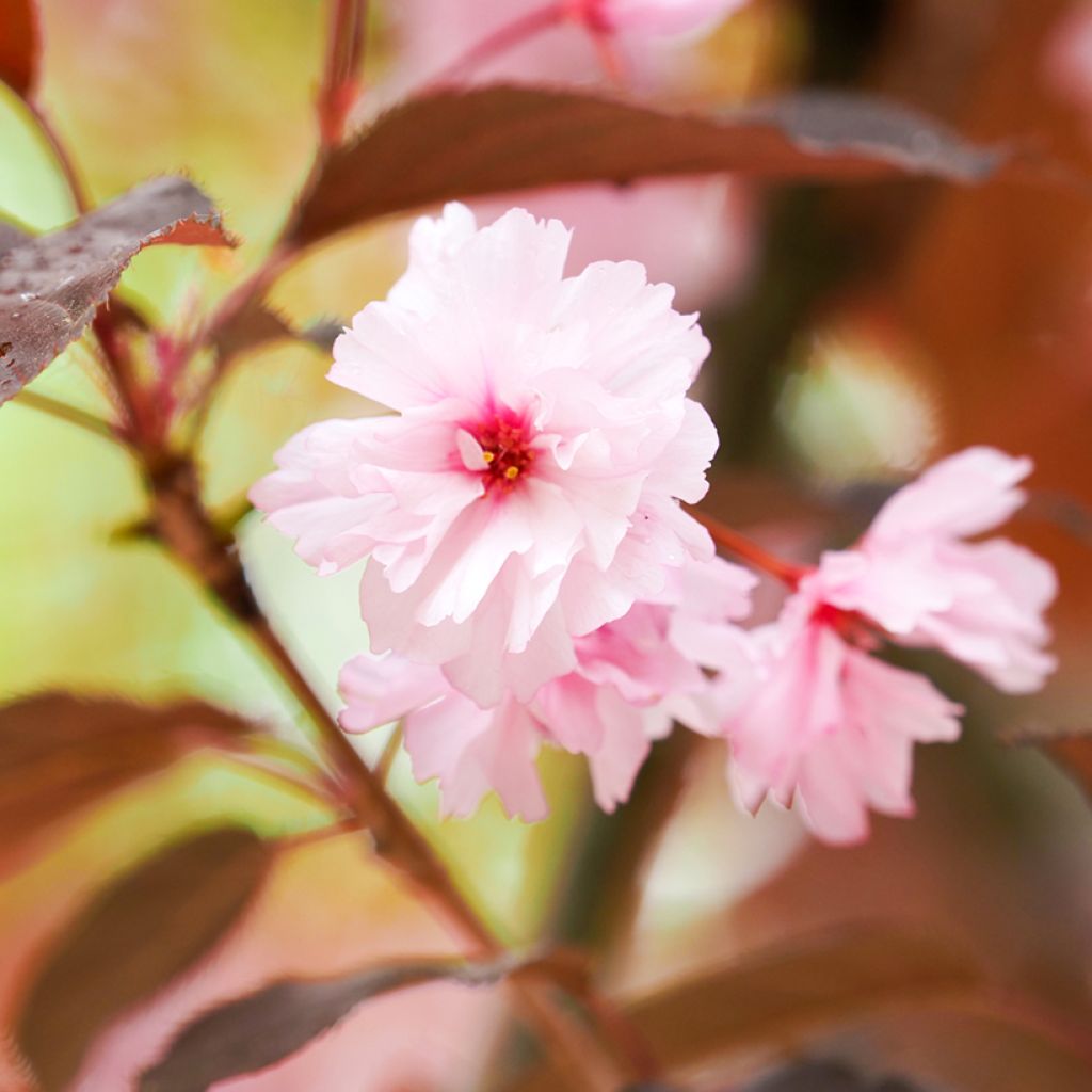 Prunus serrulata Royal Burgundy - Japanese Cherry