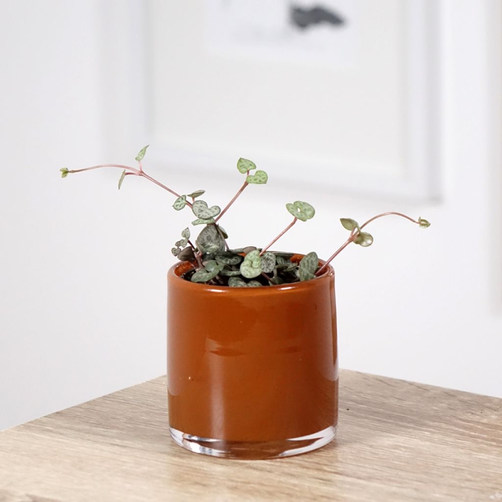 Ceropegia woodii - Plante chaîne de cœur