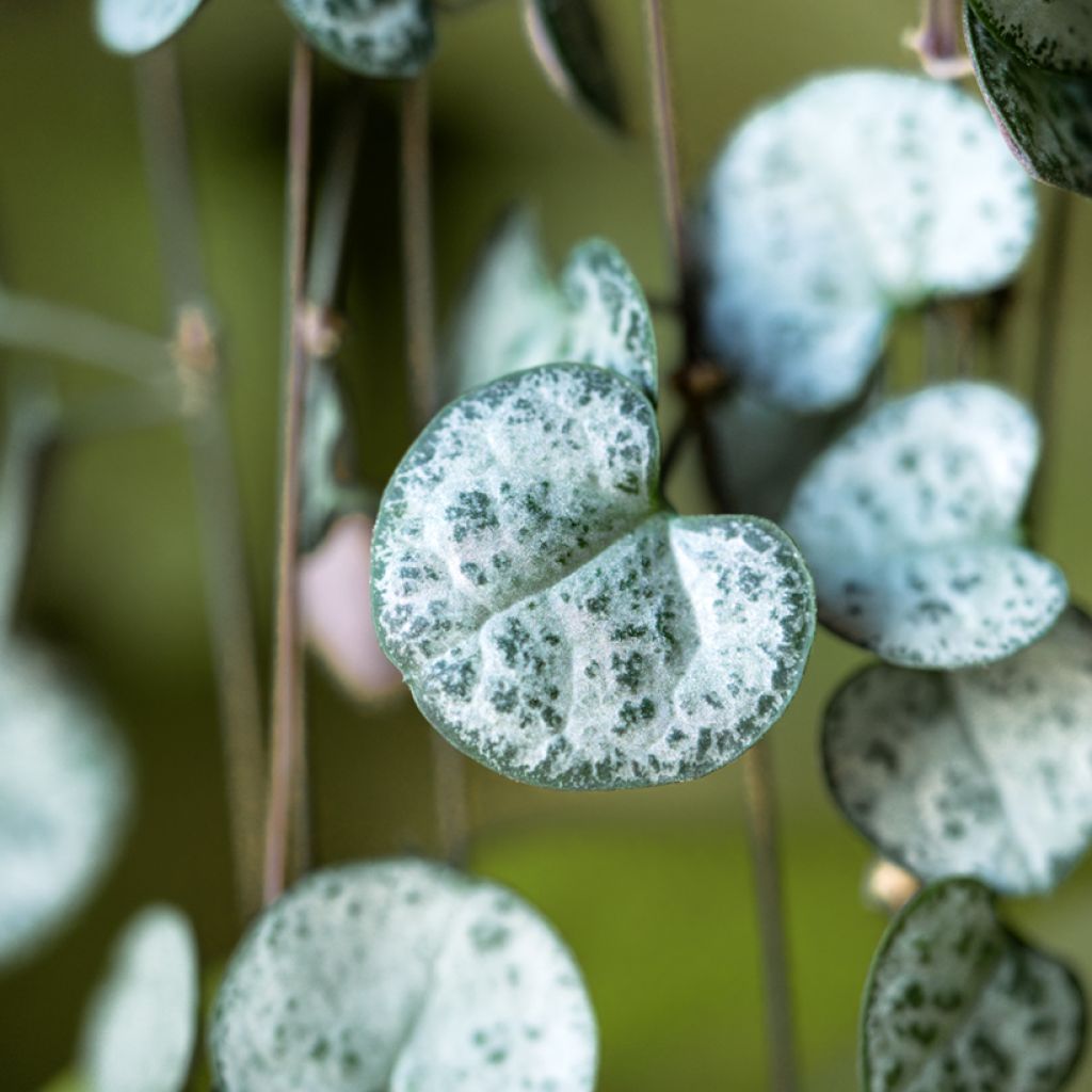 Ceropegia woodii - Plante chaîne de cœur