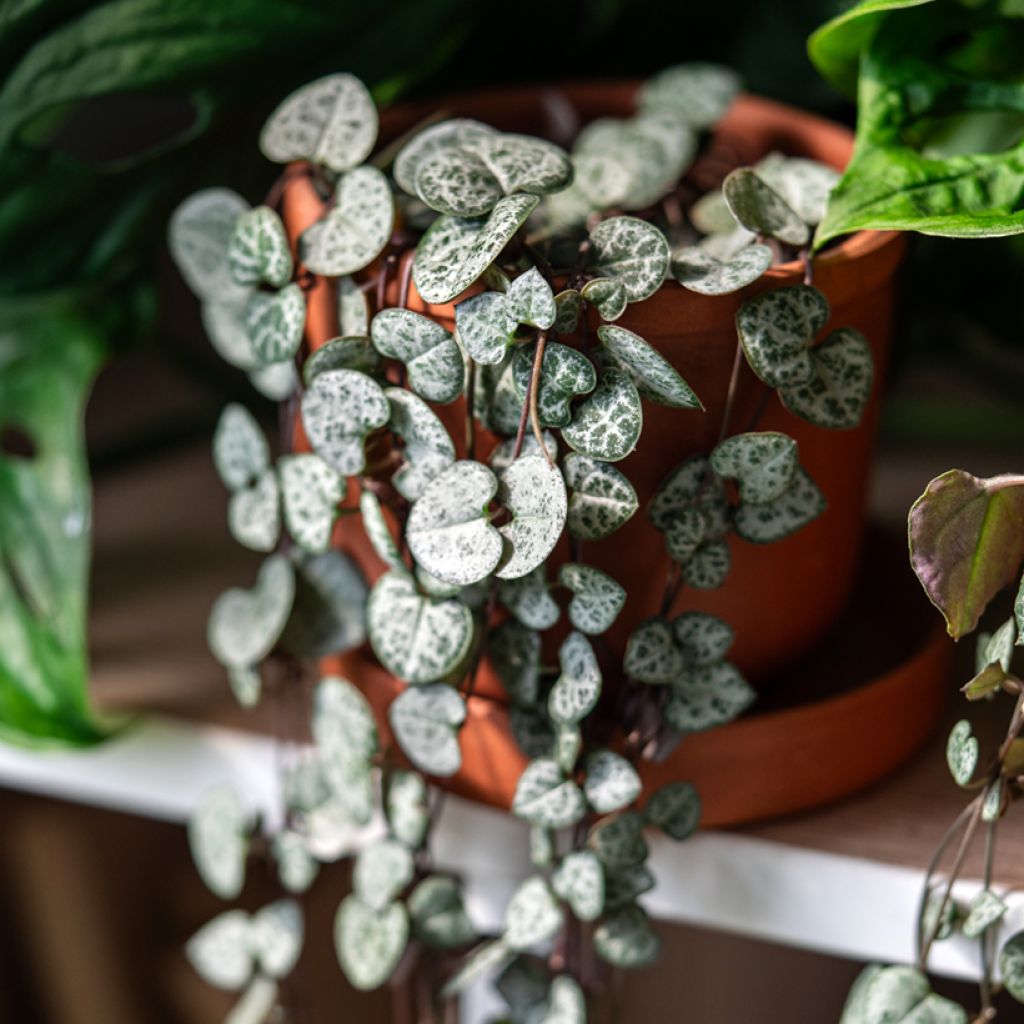 Ceropegia woodii - Plante chaîne de cœur