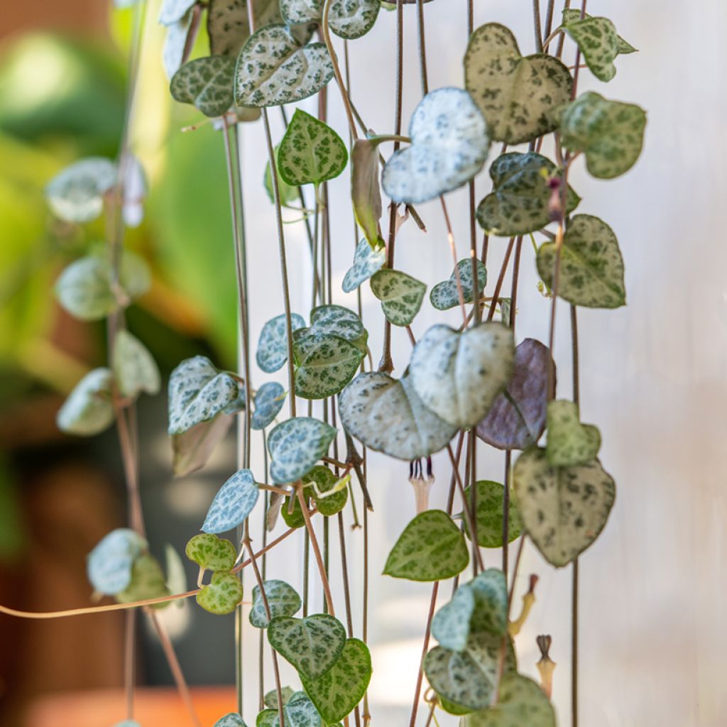 Ceropegia woodii - Plante chaîne de cœur