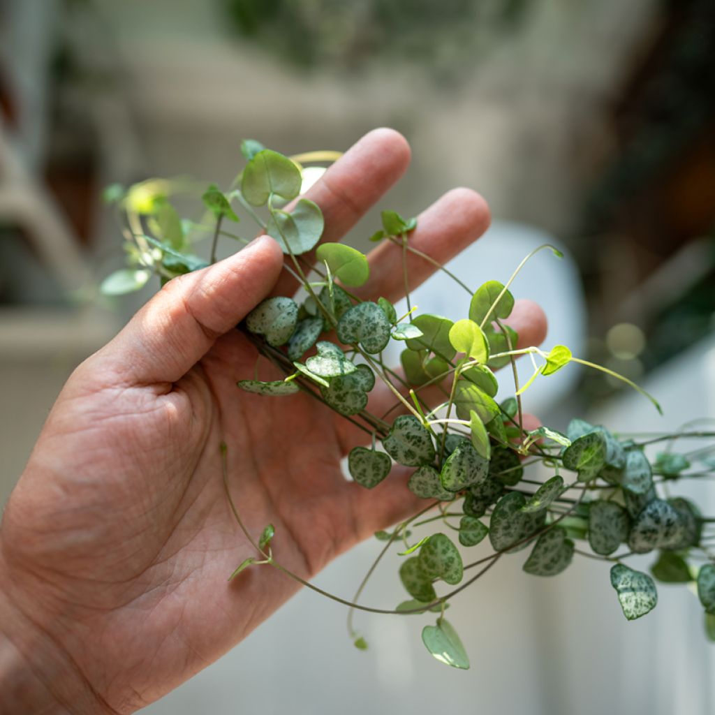 Ceropegia woodii - Plante chaîne de cœur