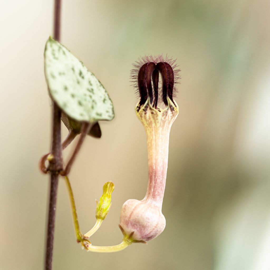 Ceropegia woodii - Plante chaîne de cœur