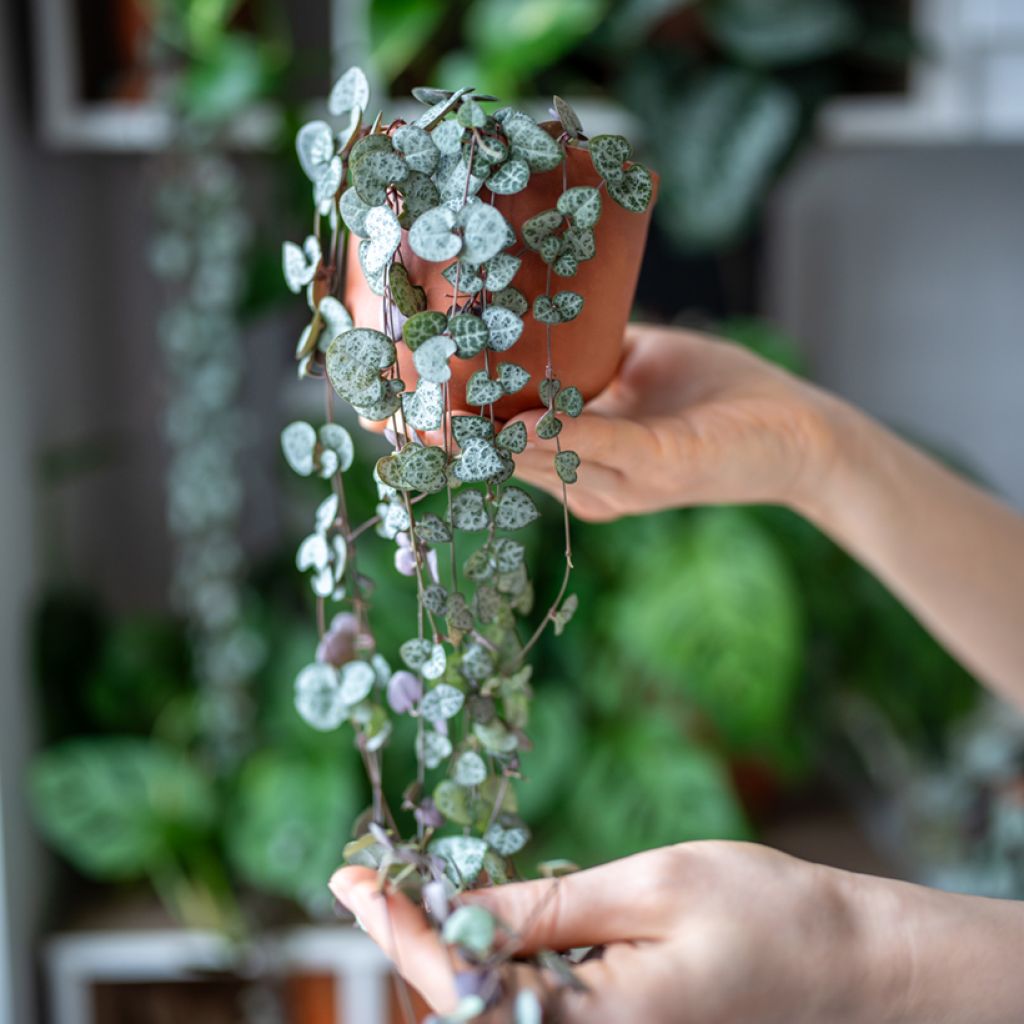 Ceropegia woodii - Plante chaîne de cœur