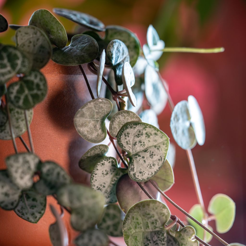 Ceropegia woodii - Plante chaîne de cœur