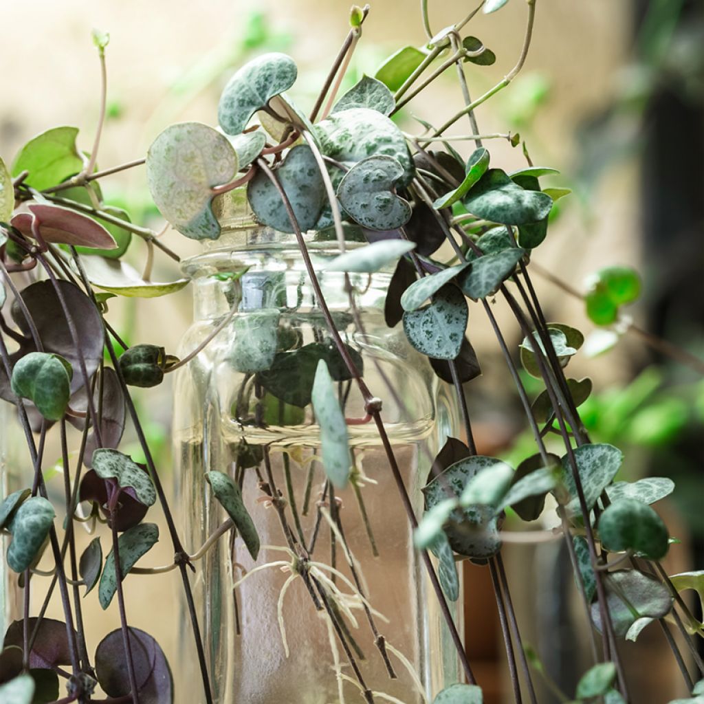 Ceropegia woodii - Plante chaîne de cœur