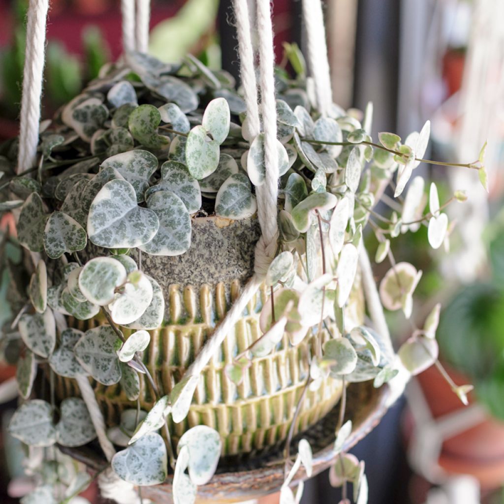 String of heart plant - Ceropegia woodii Variegata