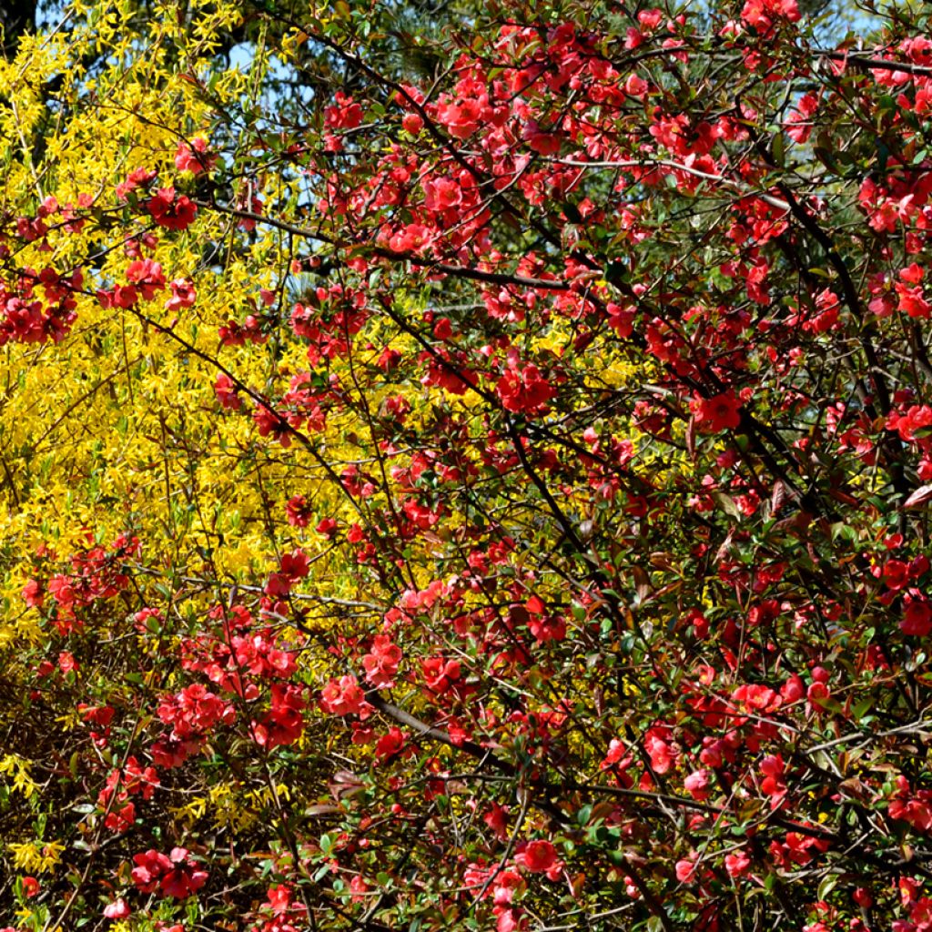 Chaenomeles superba Nicoline - Flowering Quince