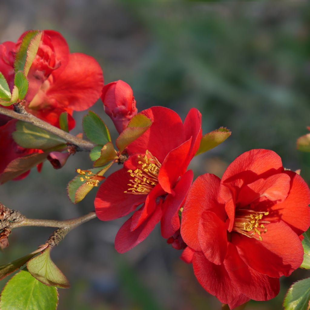 Chaenomeles superba Nicoline - Flowering Quince