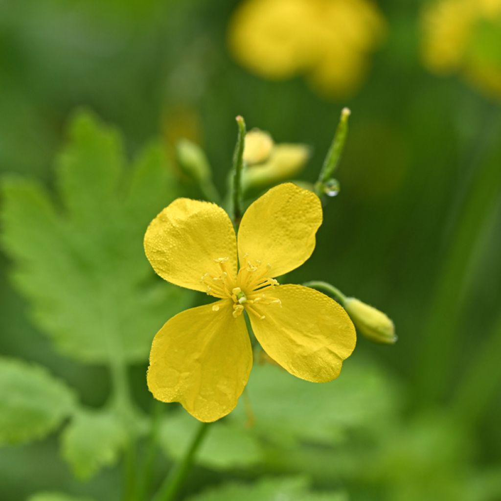 Chelidonium majus