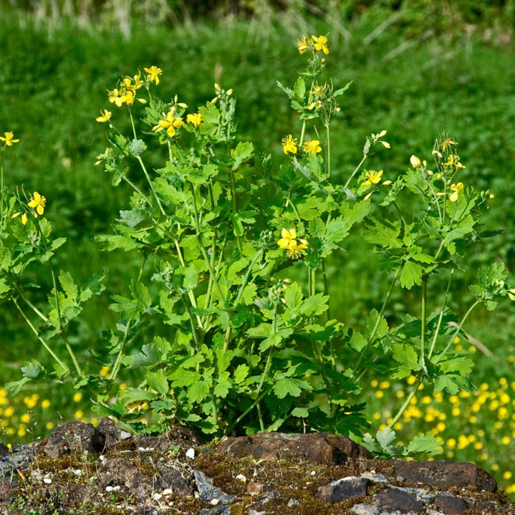 Chelidonium majus