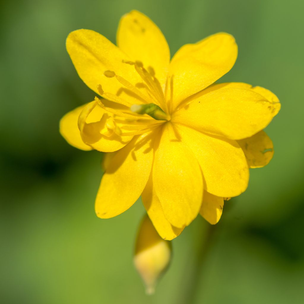 Chelidonium majus Flore Pleno