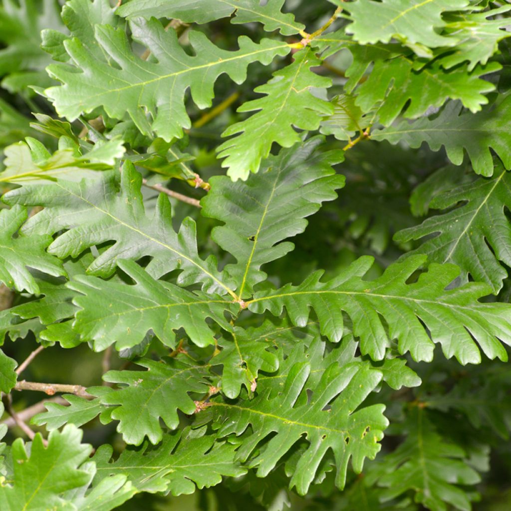 Quercus frainetto - Hungarian Oak