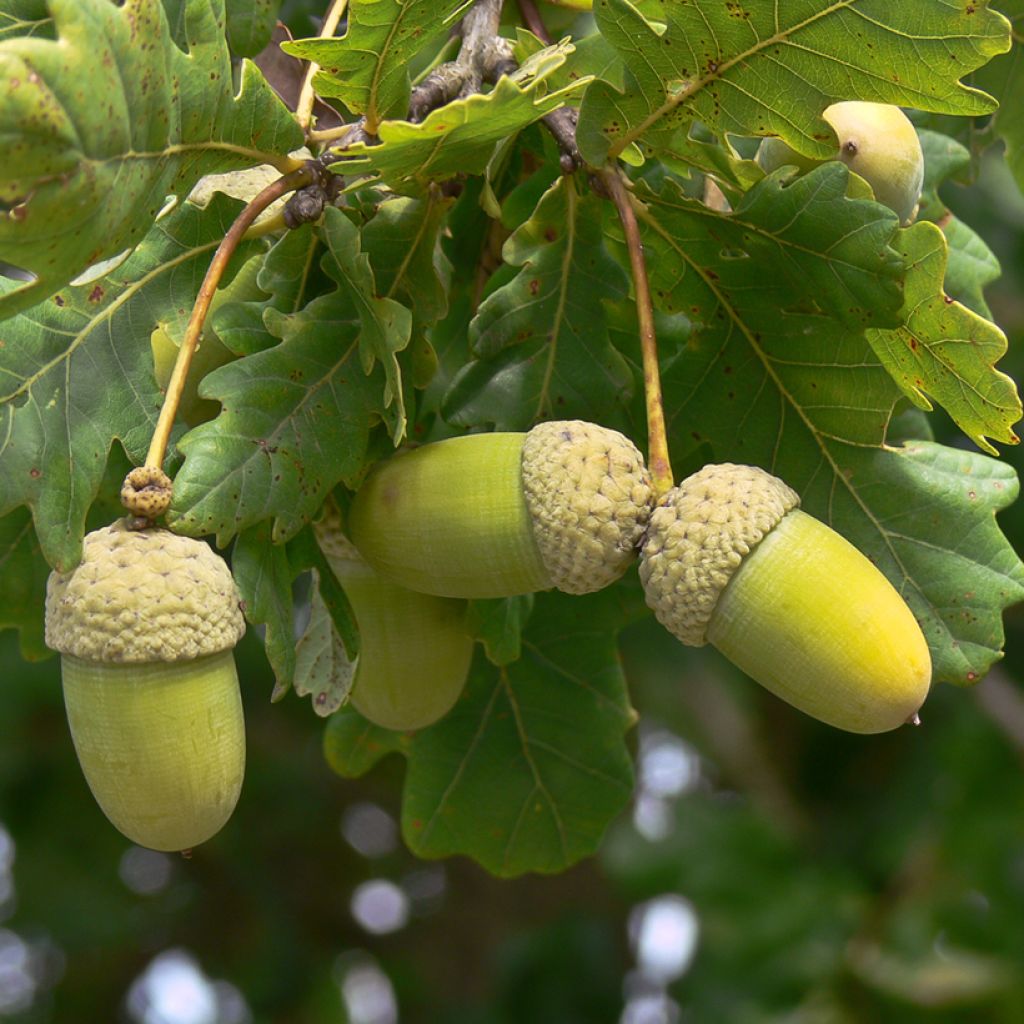 Quercus frainetto - Hungarian Oak