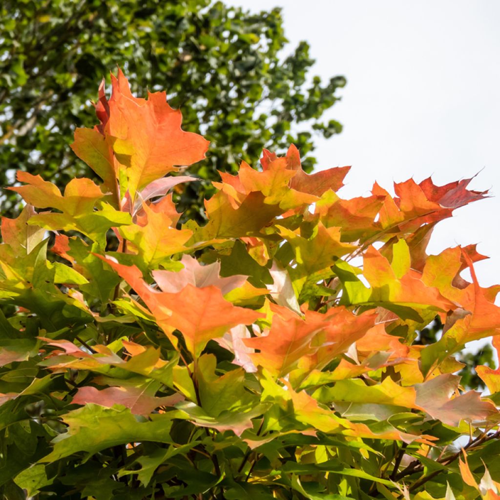 Quercus palustris Green Dwarf - Pin Oak