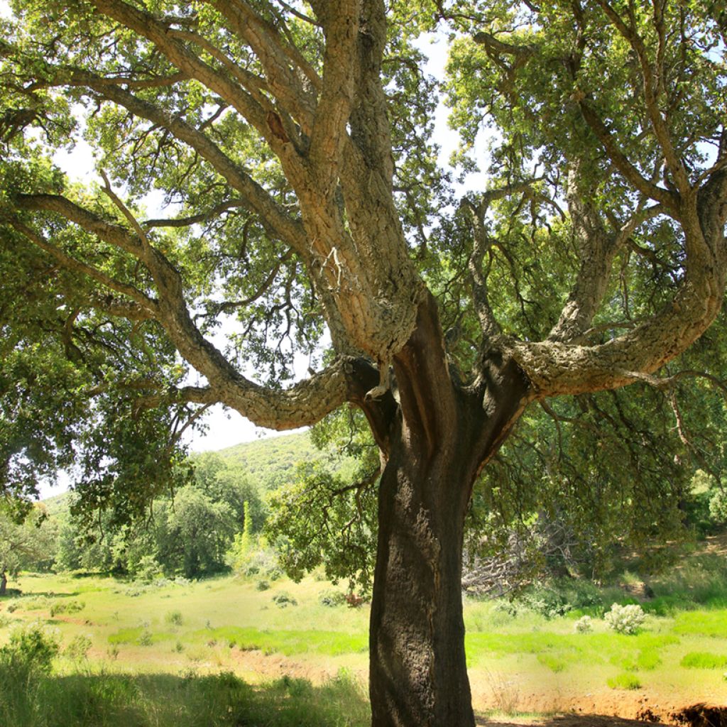 Quercus suber - Cork Oak