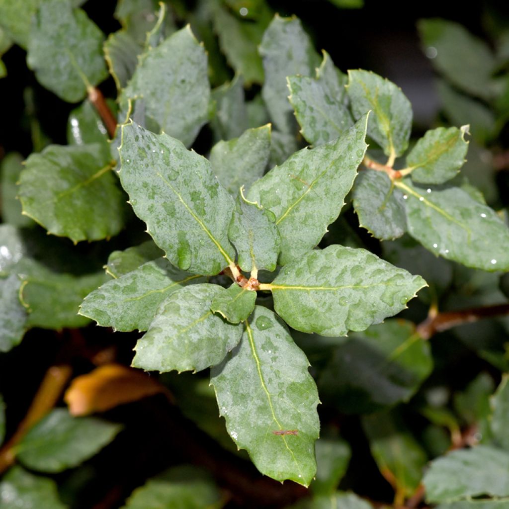 Quercus suber - Cork Oak