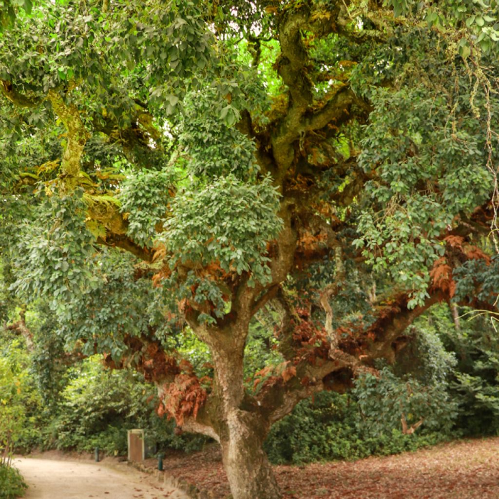 Quercus suber - Cork Oak