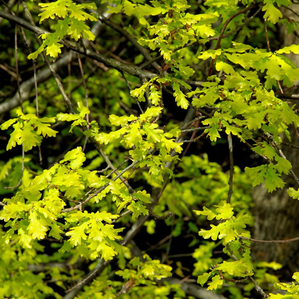 Quercus petraea - Sessile Oak