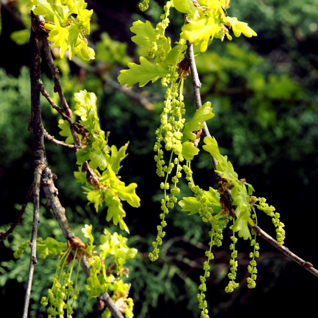 Quercus petraea - Sessile Oak